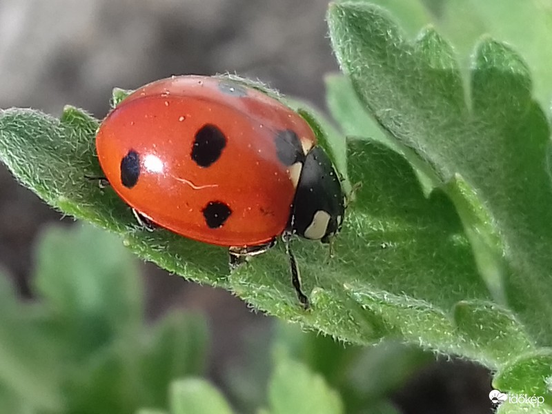 ...egy kis  napozás a krizantém levélcsúcsán :)