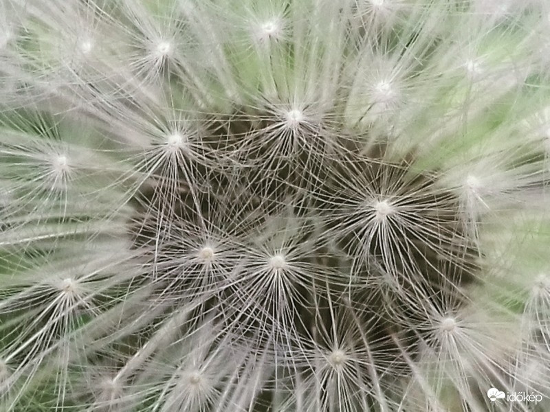 a pitypang második élete :) 