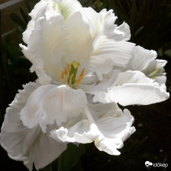 ...egy balerina szoknyája :)