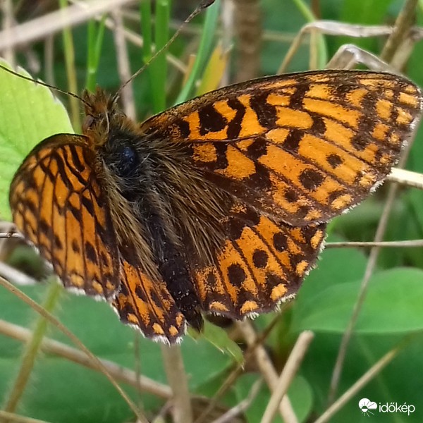 szárnyaló tigrisminta :)