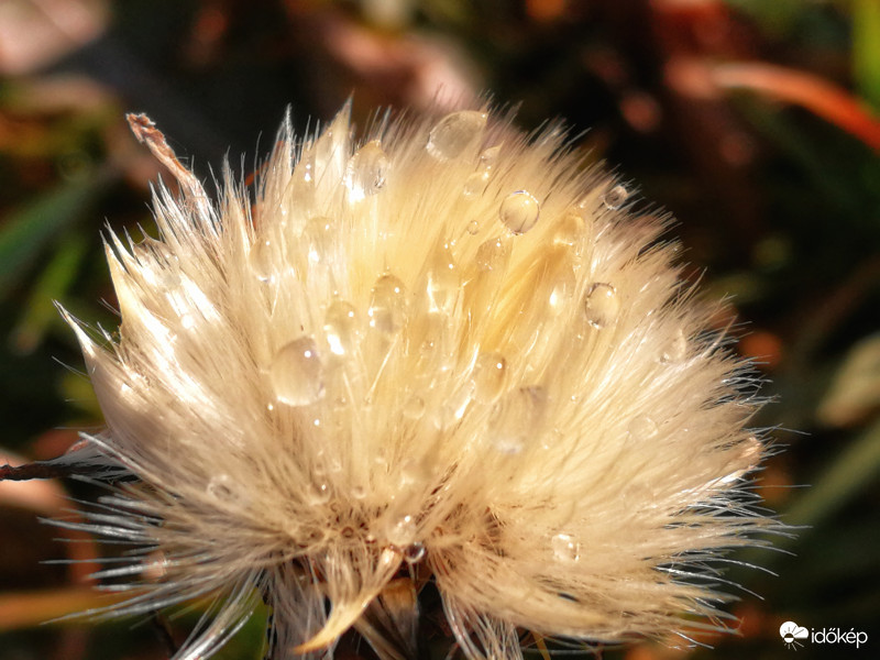 Olvadó zúzmaracseppek 