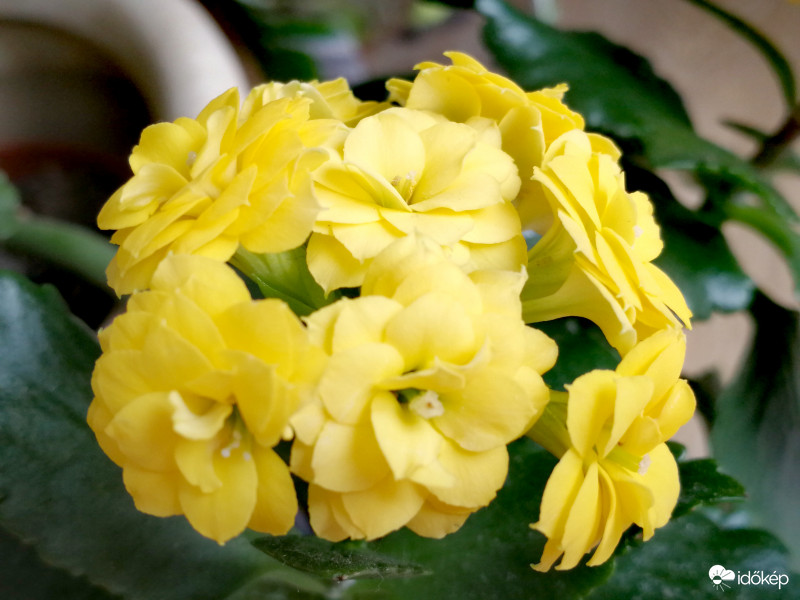 Nyár csalogató korallvirág