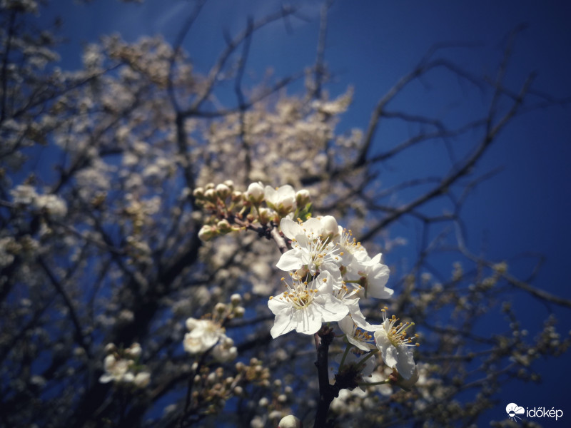 Az égig érő fa virága