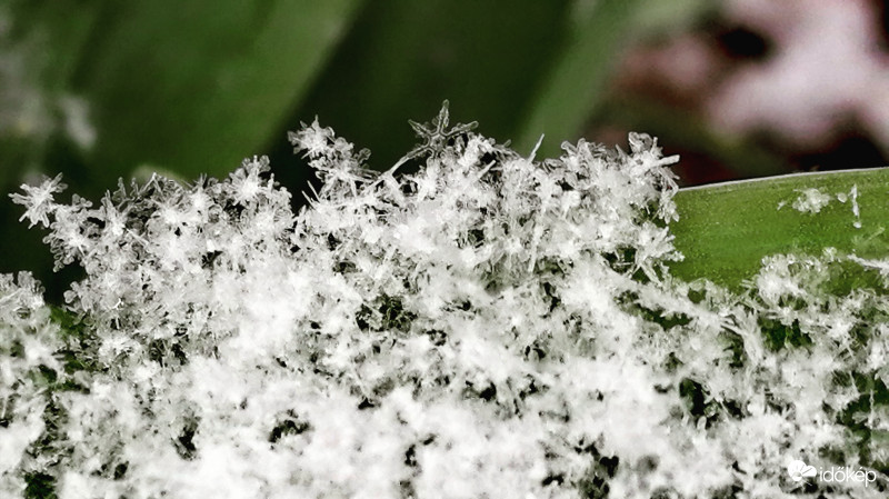 Tavaszi hópehelyhek