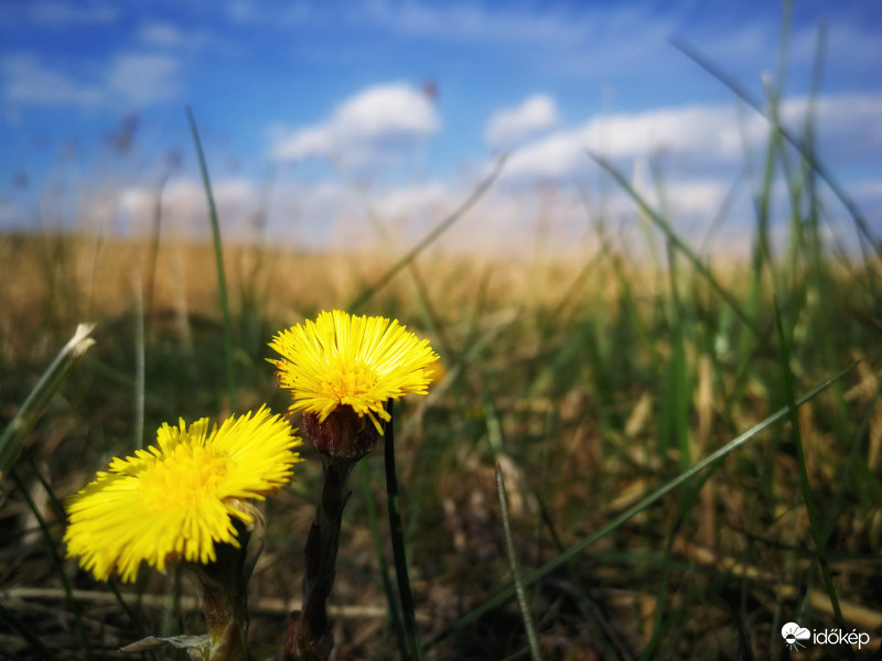 Tavaszi Tussilago farfara egy gyógynövény