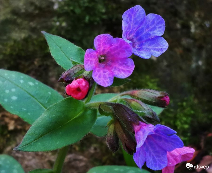 Ombre szirmok....Orvosi tüdőfű