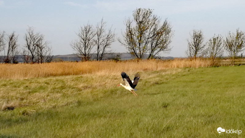 Fölszállás békareggeli után