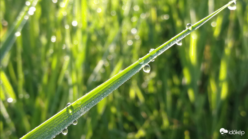 Reggeli harmat gyöngyök