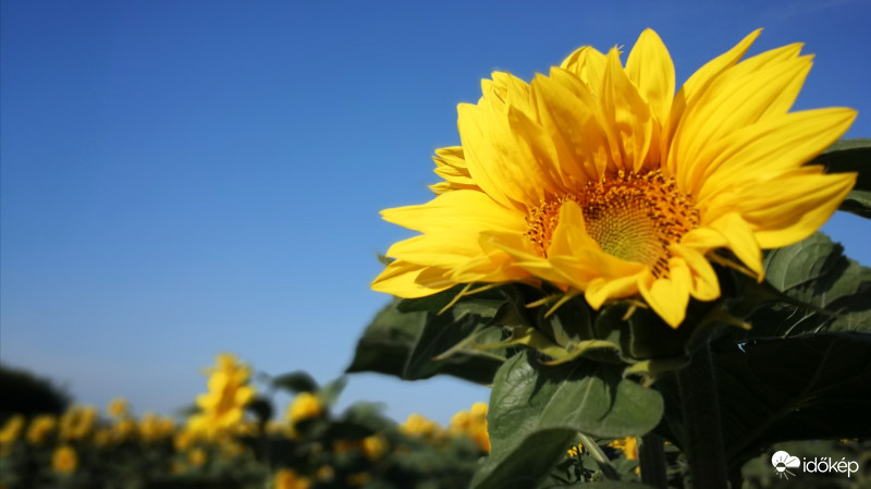A napra forgó napraforgó