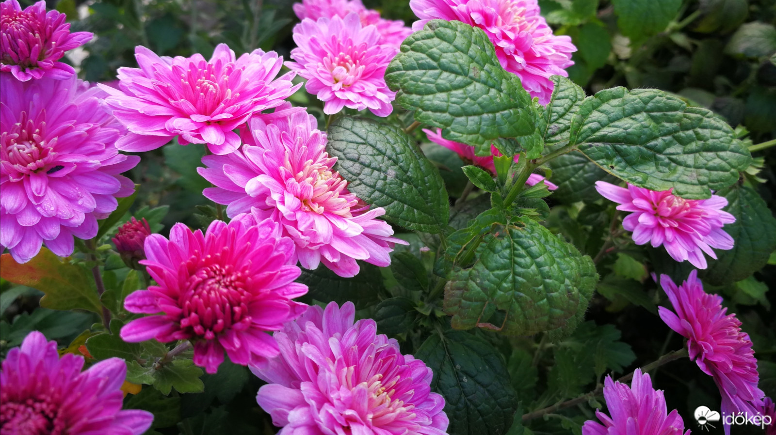 Krizantén citromfűvel