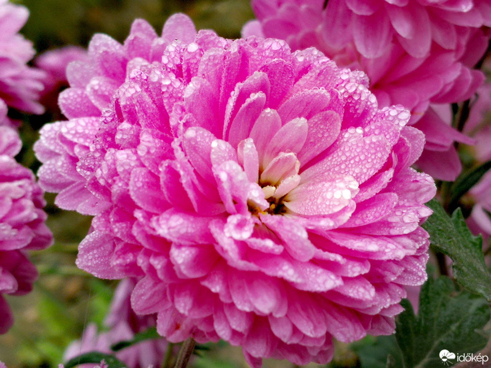 A krinzantém élete