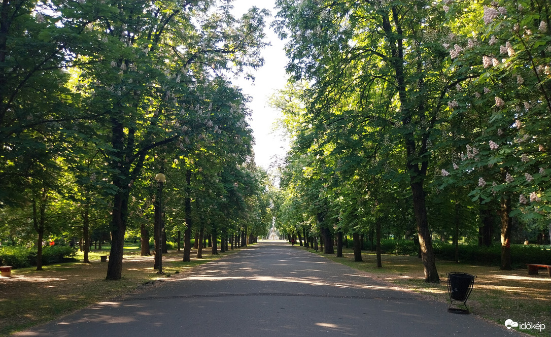 Egri vadgesztenyefák 