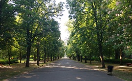 Egri vadgesztenyefák 