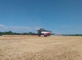 Őszi árpát már aratják 