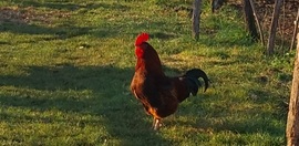 "Ha reggel szorgalmasan kukorékolok, biztosan holnap is felsüt a Napocska..." 