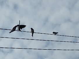 Etetés :)