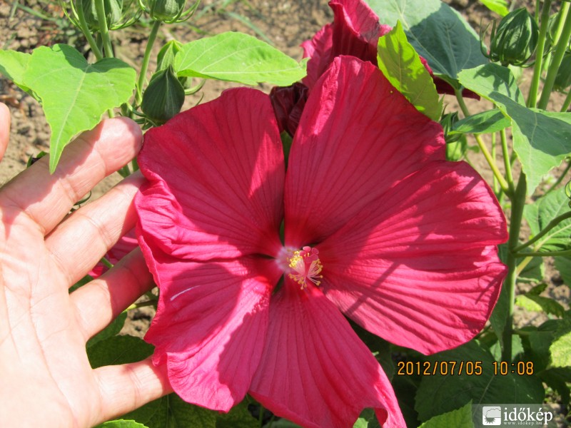 Óriás hibiszkusz