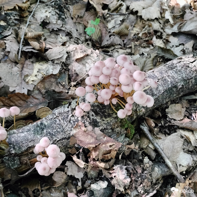 Ébredező természet 