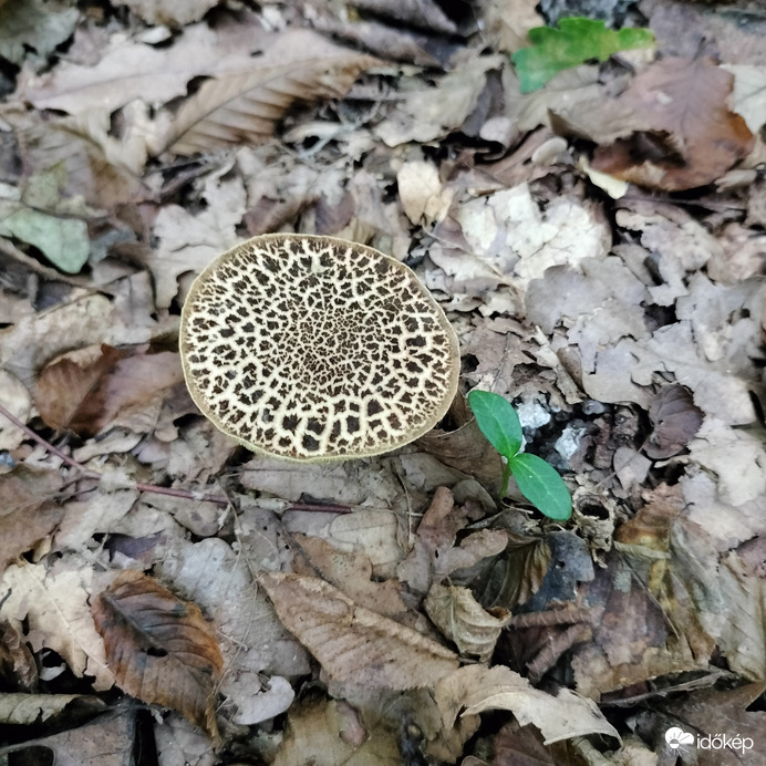 Csodálatos őszi gomba 