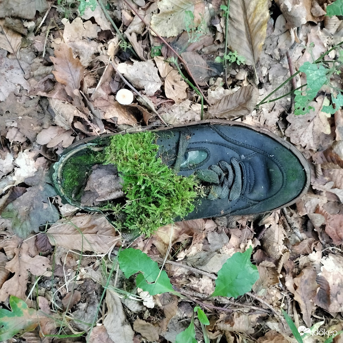 A természet lakása 