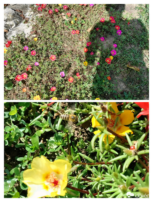 Virágos pihenő 