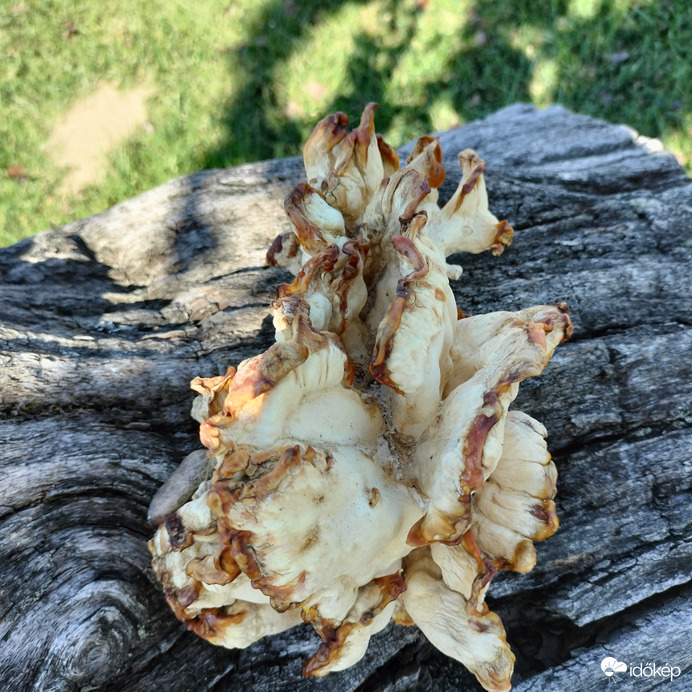 Egy újabb gyönyörűség