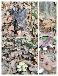 nemethandrea1971 fotója