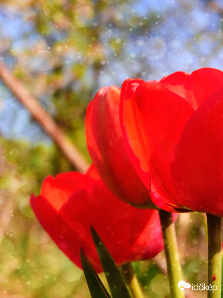 Tulipánok napsütésben :) 