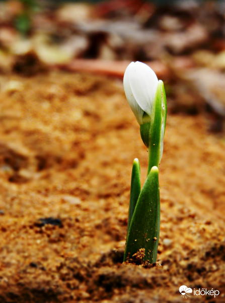 Idei első hóvirág