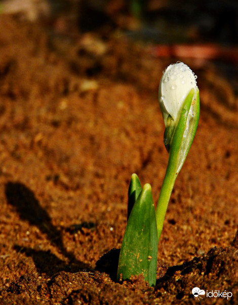 Napsütés, hóvirág :) 