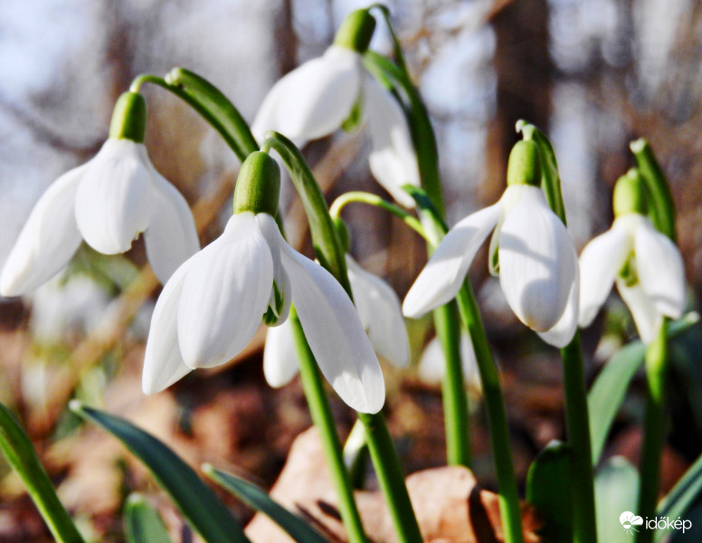 Hóvirág család. 