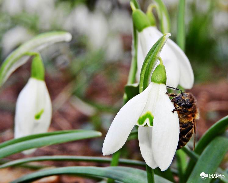 Idei első Zümim! :) 