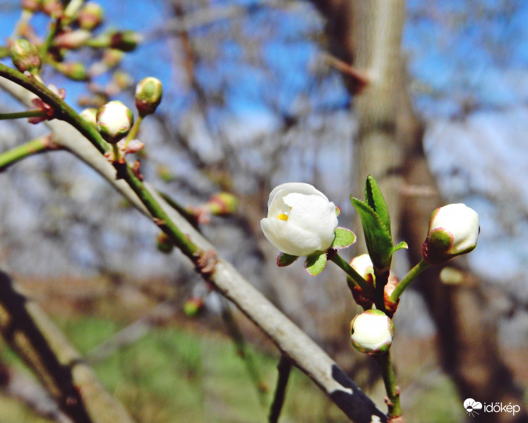 A Mirabella szilva is kezd virágozni.. :) 