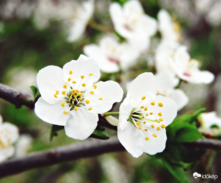 Tavaszi ragyogás :) 