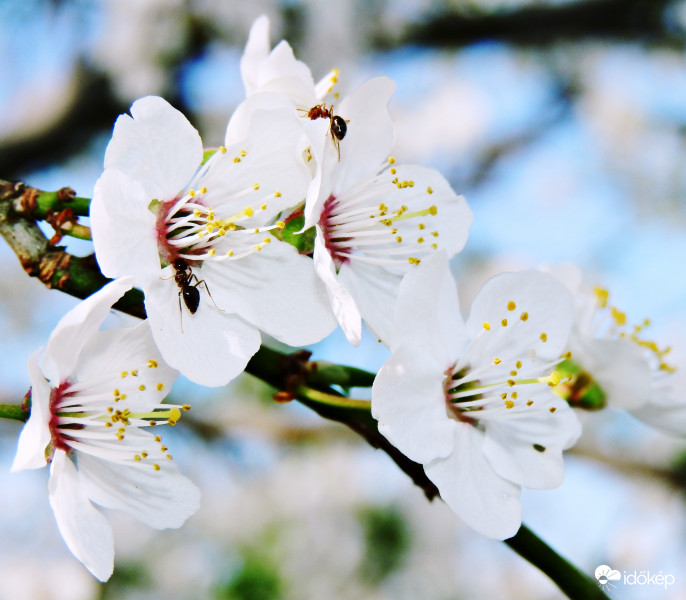 Szorgos hangyák, a Mirabella szilva virágain. 