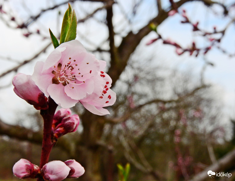 Barackvirágos szerelem 