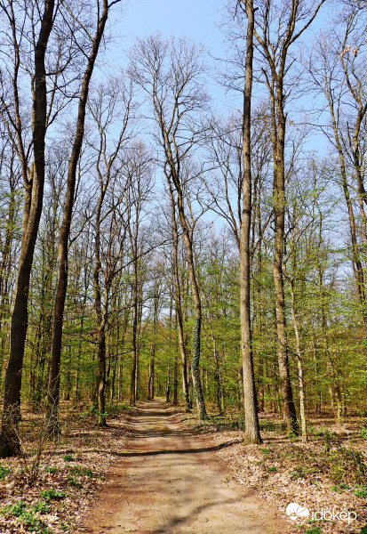 Idén az első erdei séta.. :) 