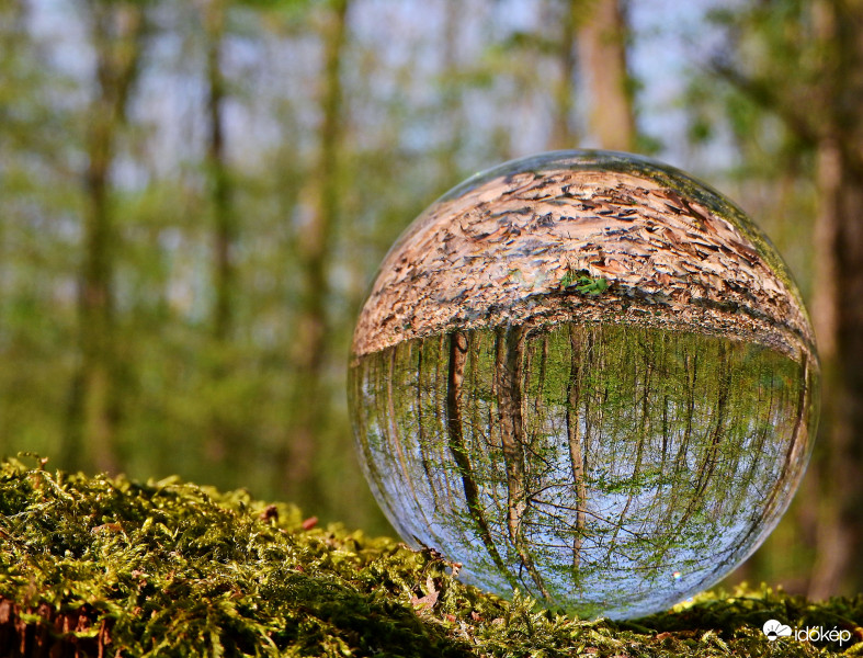 Üveggömbbe zárt erdei részlet. :) 