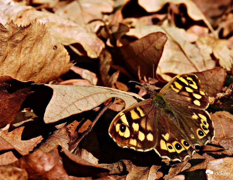 Idei első lepkefotóm :) 