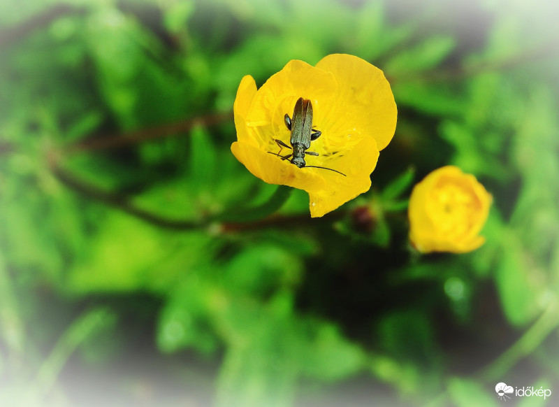 Apróságok harmóniában :) 