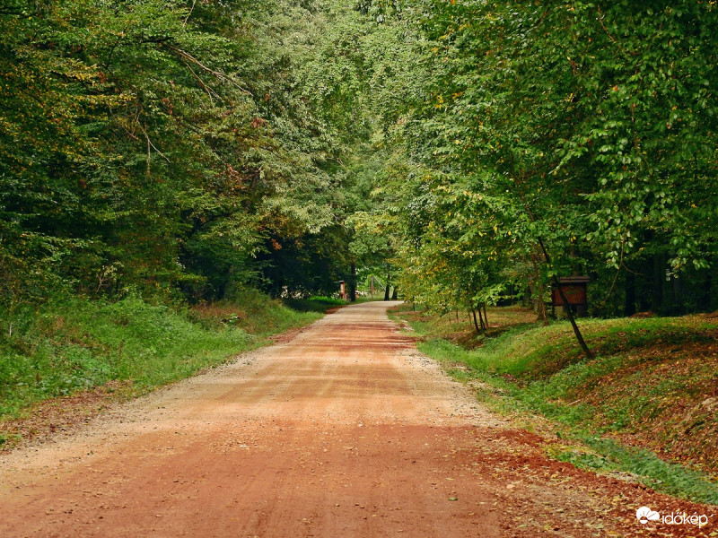 Farkas - erdő