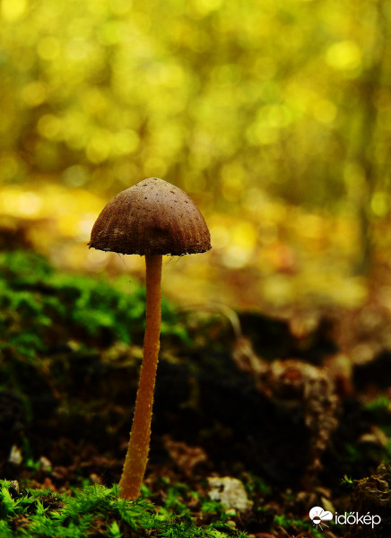 Apróság a mohás fatörzsön :) 