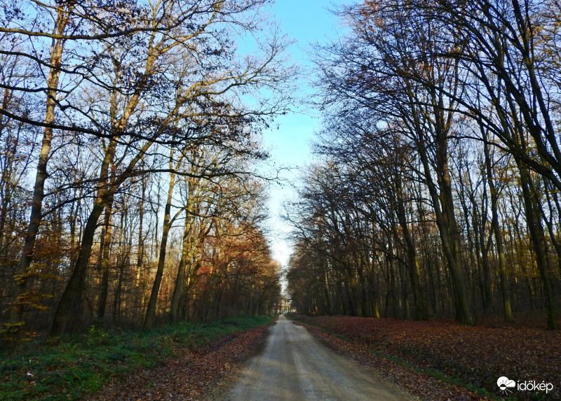 Farkas -erdő