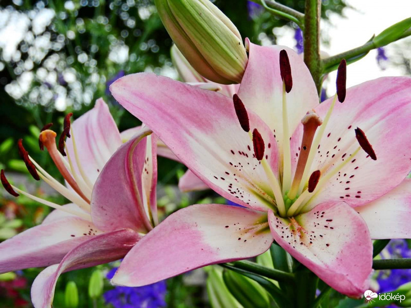 Csodás liliomok