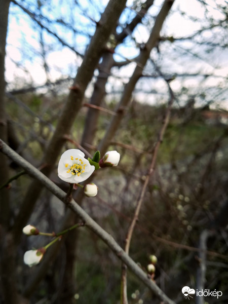 Alakul a Mirabella szilva virágzása.. :) 