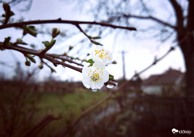 A megunhatatlan Mirabella szilva, napról napra szebb :) 