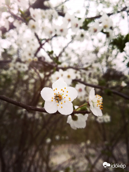 Mirabella szilva - virágzik :) 
