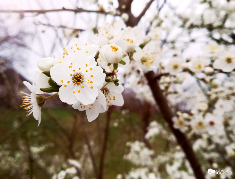 Nem tudom megunni ezeket az apró csodákat! 