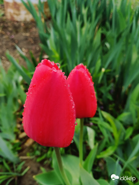 Tulipános - cseppes. 