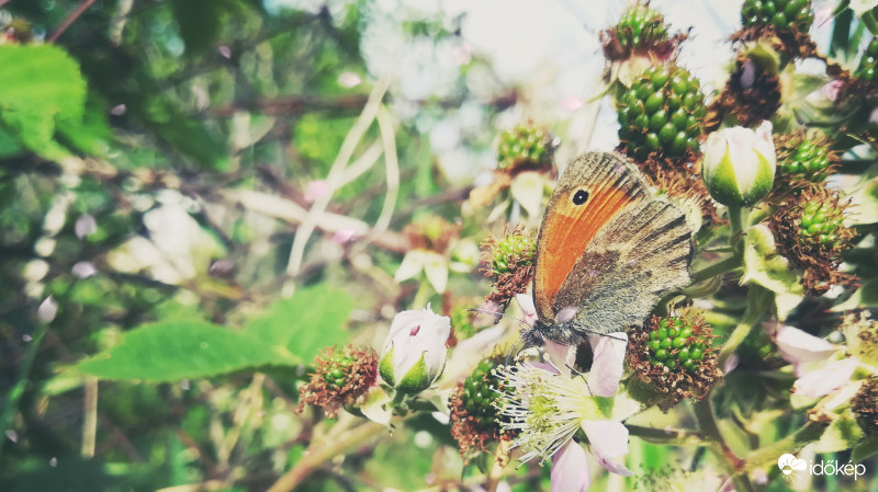 Nyári lepkés :) 